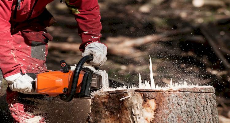 removing tree stump