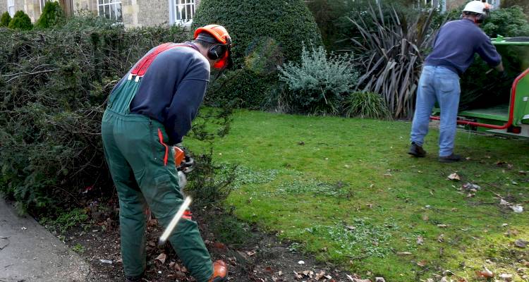 Men removing hedges