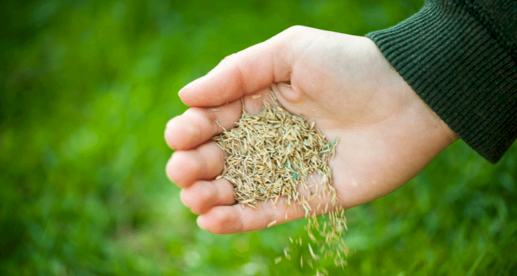 hand dropping grass seed on lawn