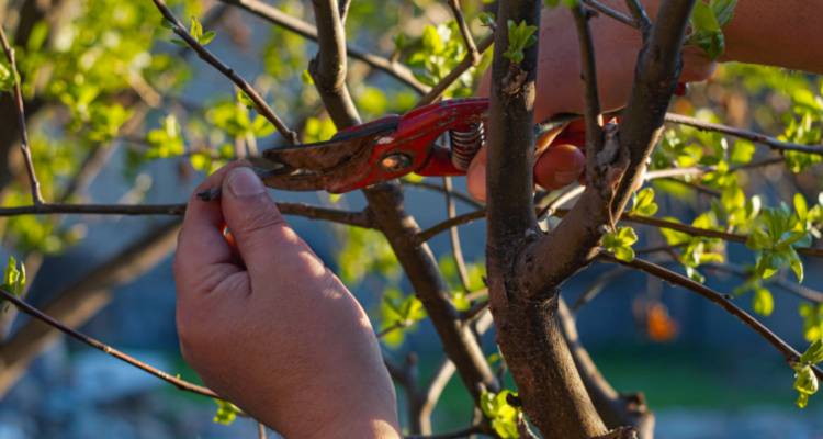 pruning garden