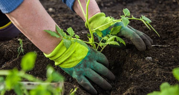 gardener planting