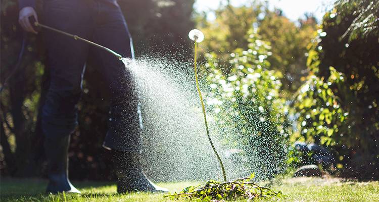 Spraying weed