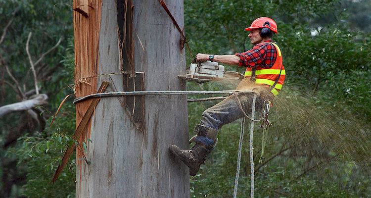 Tree felling guide