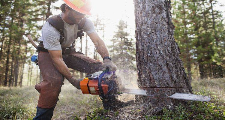 Tree felling cost