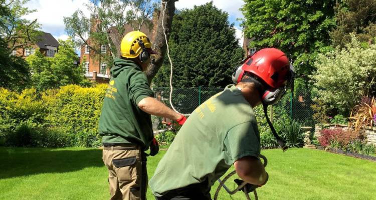 tree being pulled down