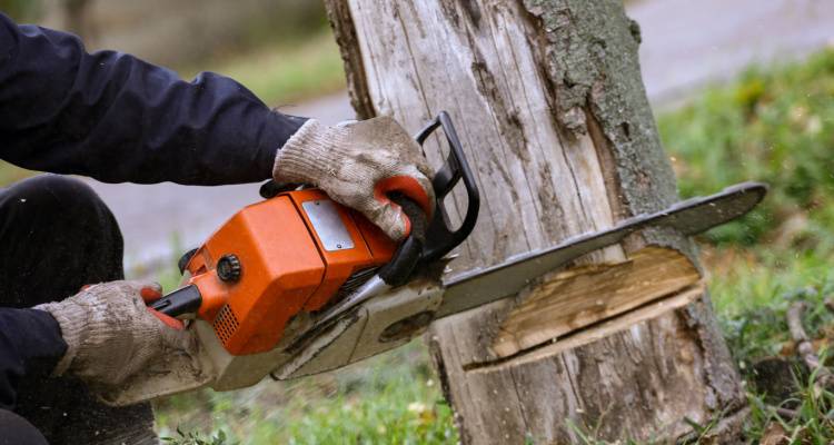 tree being chainsawed down