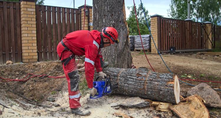 tree being chainsawed down