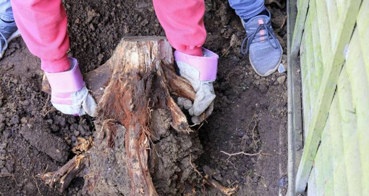 pulling tree from ground