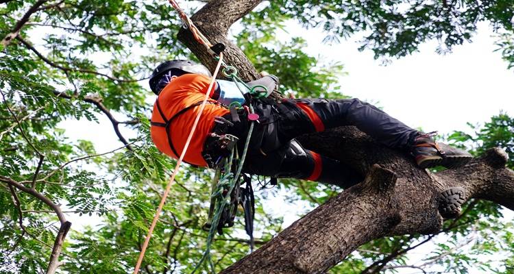 man in tree