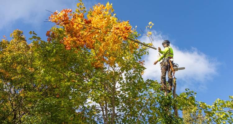 man autumn trees