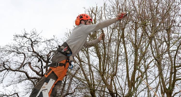 man pruning