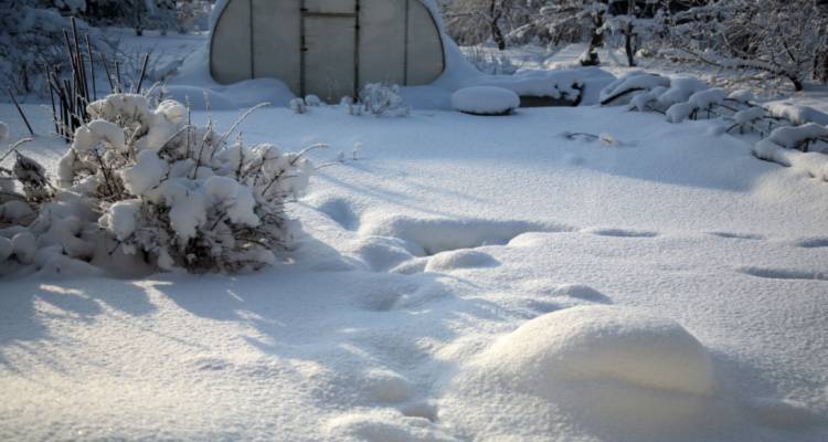 garden in Feb