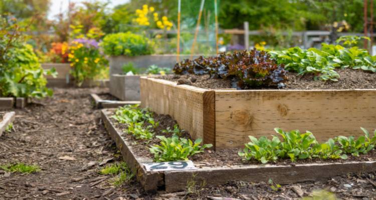 allotment