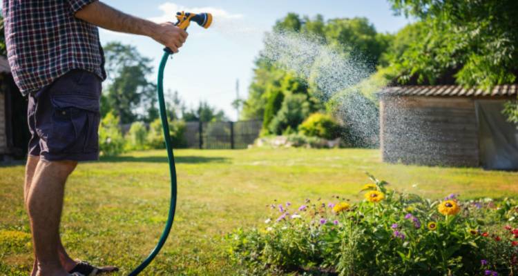 person watering plants