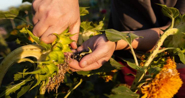 person harvesting seeds