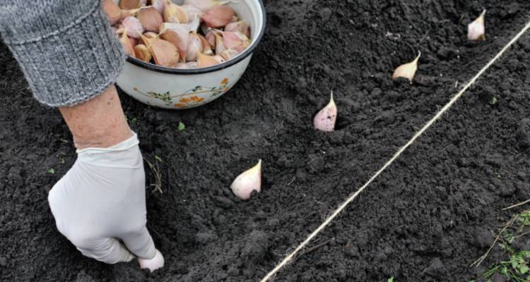 person planting garlic