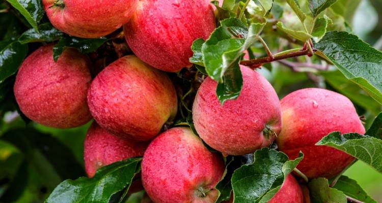 ripe apples