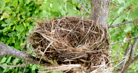 What to do with your Nesting Birds
