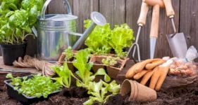 When to Start Planting in Your Garden