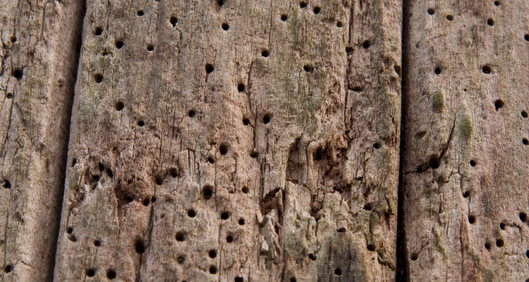 Woodworm5