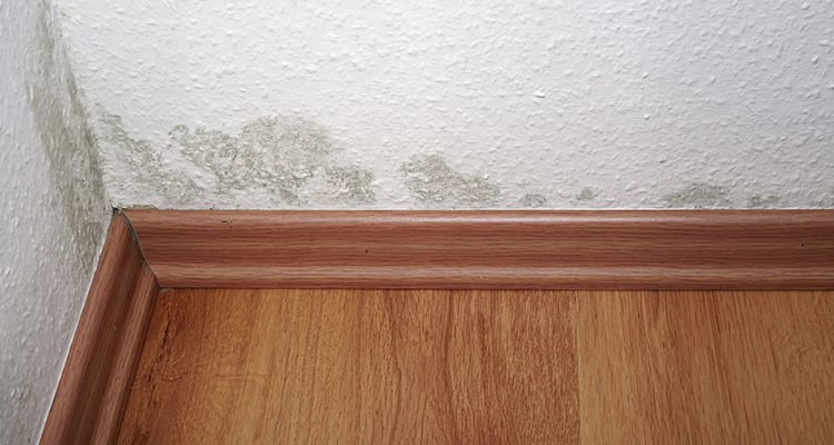 Causes Of Damp And Mould On Internal Walls