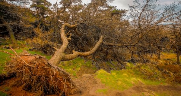 Fallen tree during a storm