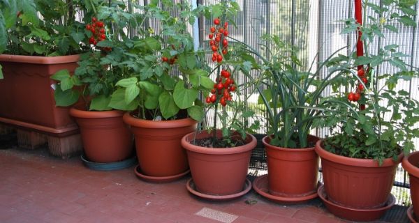 Tomatoes growing in pots