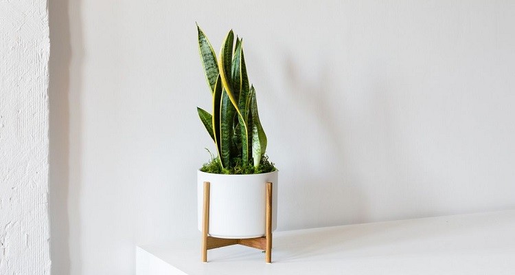Beginners Guide To House Plants