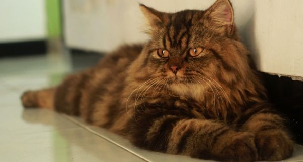 Cat lay on tiled floor to represent a warm tiled flooring created from underfloor heating.