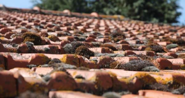 close up of moss growing on a tiled roof