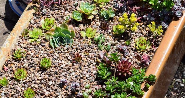 cacti garden with gravel over the top to help reduce weeding for a low maintenance garden.