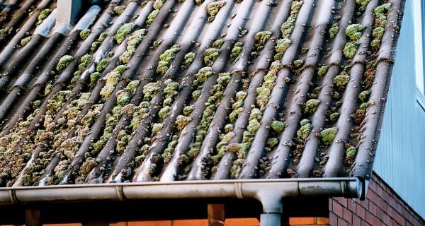 moss on roof 2