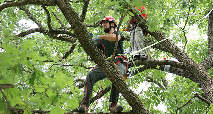 tree surgeon in a tree